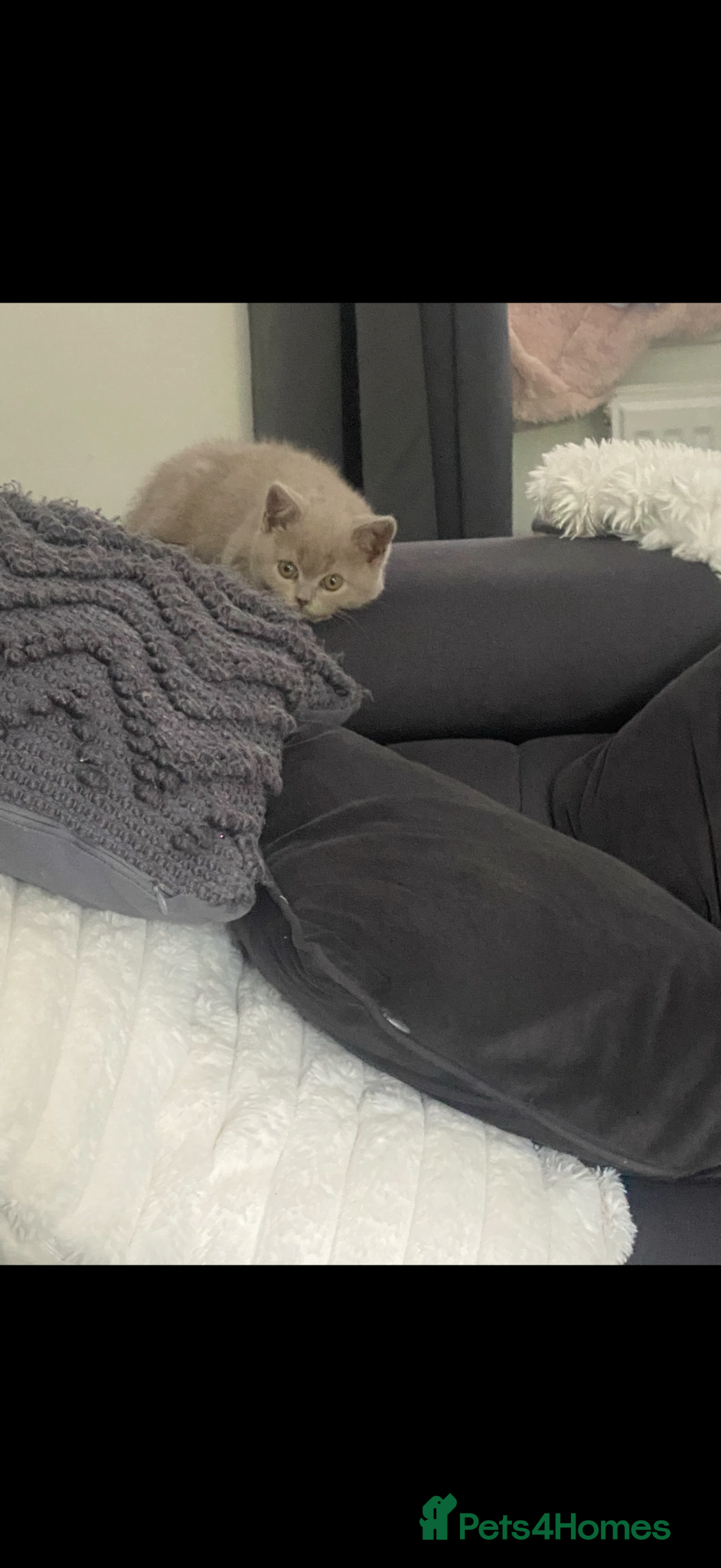 British Shorthair cats for sale: 3 gorgeous British shorthair  in Cheadle - Advert 7