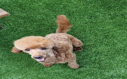 Cavapoo dogs for sale: Beautiful F1 cavapoo puppies - Image 29