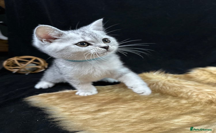 British Shorthair cats - Advert 4
