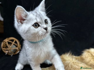 British Shorthair cats - Advert 18