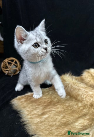 British Shorthair cats - Advert 2