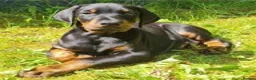 Dobermann dogs for stud: At Stud - TORCHENEY CHIEF - Advert 8