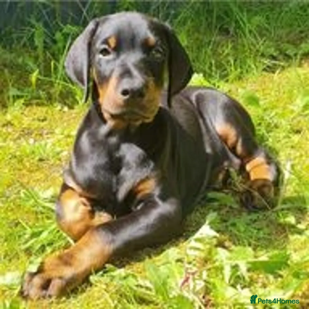 Dobermann dogs for stud: At Stud - TORCHENEY CHIEF - Advert 8