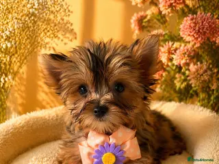 Yorkshire Terrier dogs Colorful Yorkshire terrier - Advert 9