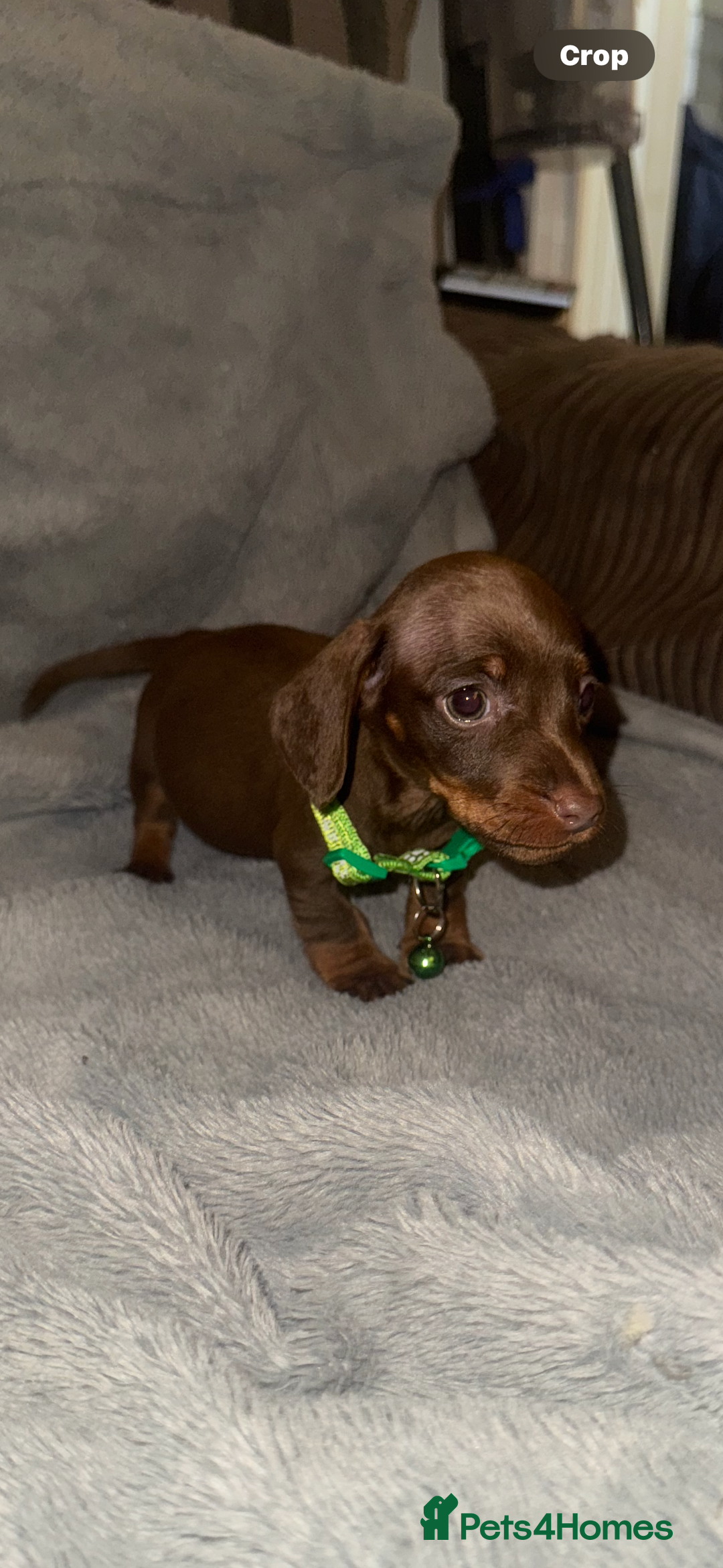Miniature Dachshund dogs for sale: Miniature dachshund  - Advert 10