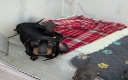 Miniature Dachshund dogs for sale:  Beautiful Miniature dashound puppies  - Image 8