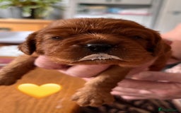 Cavalier King Charles Spaniel dogs for sale: Health Tested Parents - Image 23