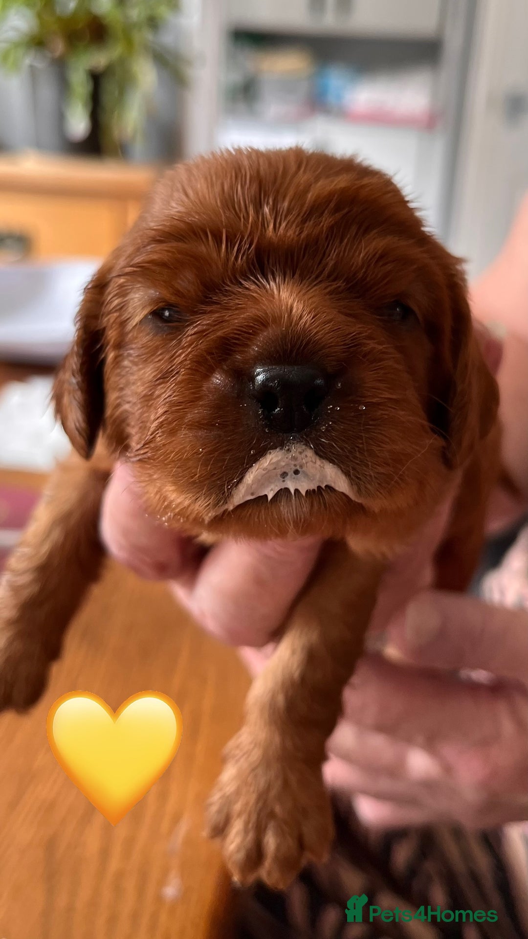 Cavalier King Charles Spaniel dogs for sale: Health Tested Parents - Image 23