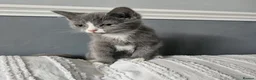 Mixed Breed cats for sale: Maincoon cross kittens ( For sale ) - Advert 6