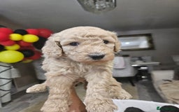 Standard Poodle dogs for sale: Stunning 5* Standard chunky poodle puppies 🐶  - Image 28