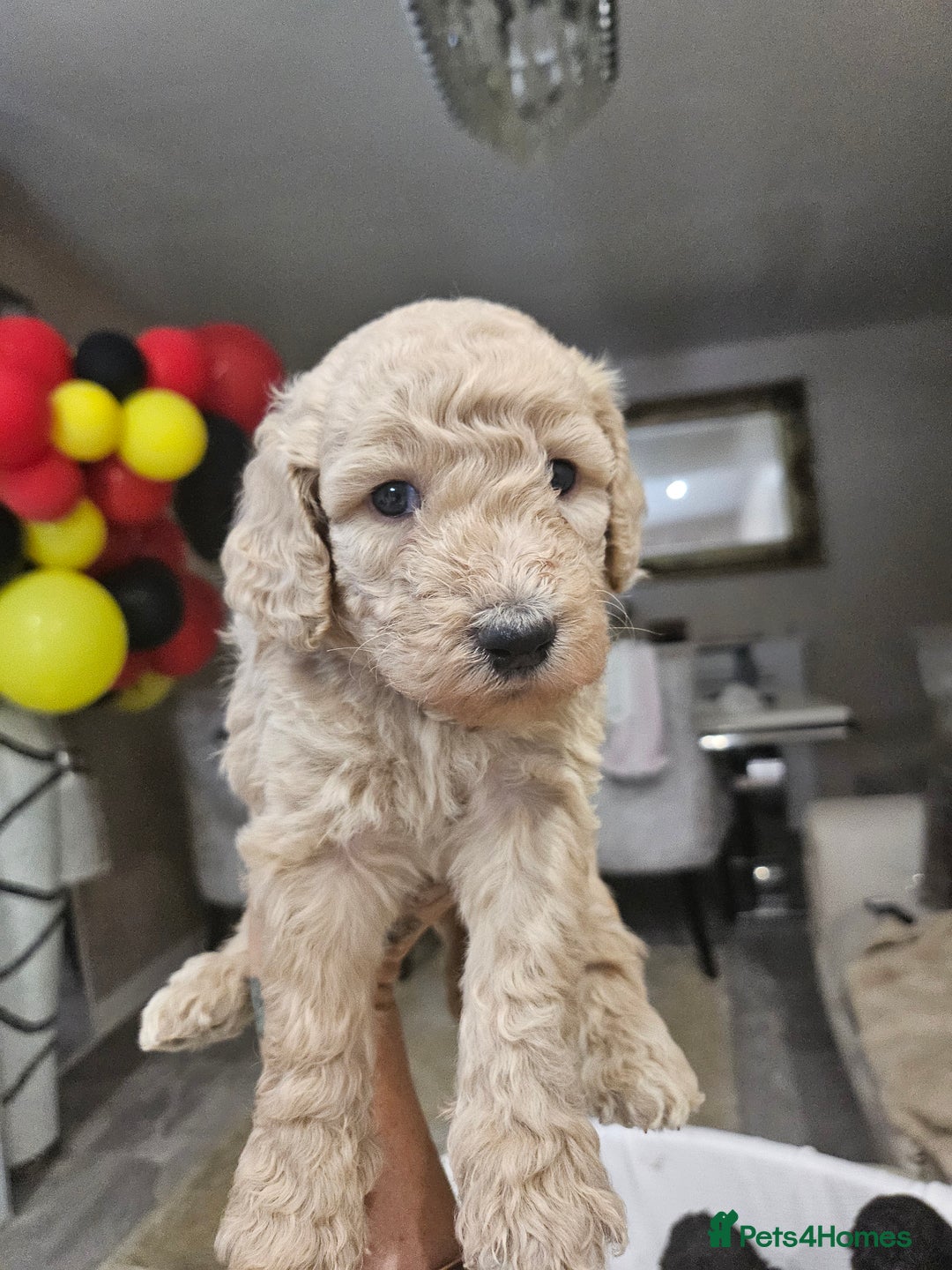 Standard Poodle dogs for sale: Stunning 5* Standard chunky poodle puppies 🐶  - Image 28