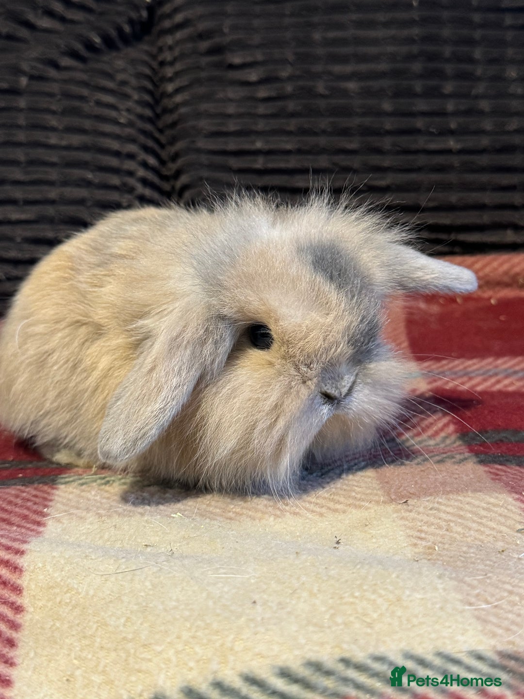 Mini Lop rabbits for sale: Gorgeous lop eared bunnies - Image 6