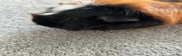 Guinea Pig rodents for sale: Female guinea  in Leigh-on-Sea - Advert 4