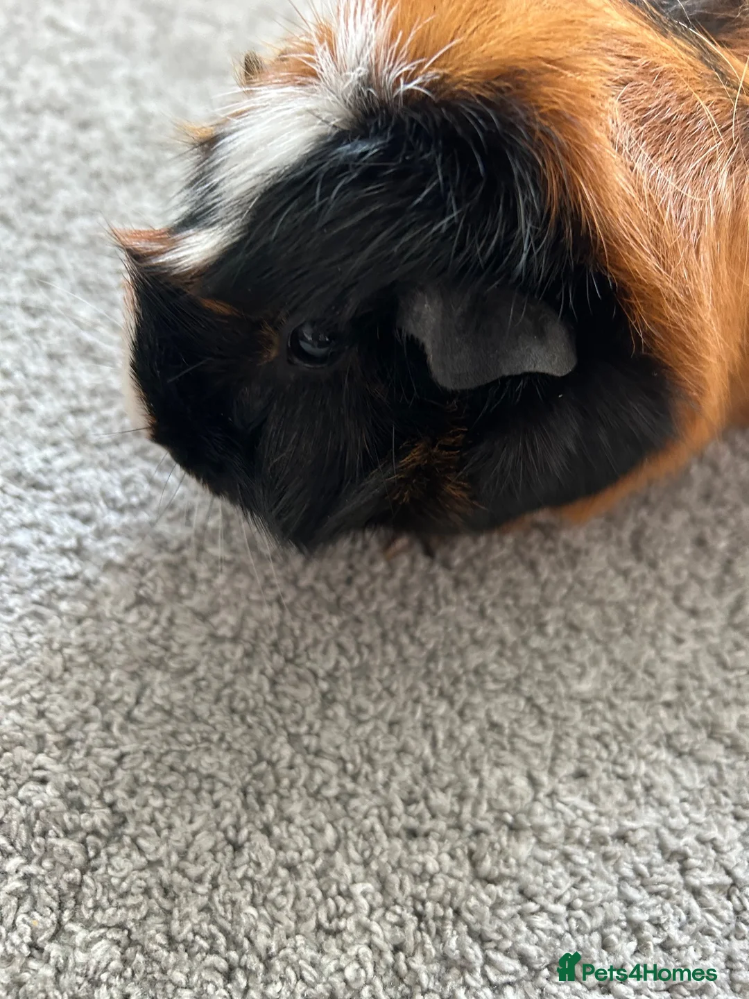 Guinea Pig rodents for sale: Female guinea  in Leigh-on-Sea - Advert 4