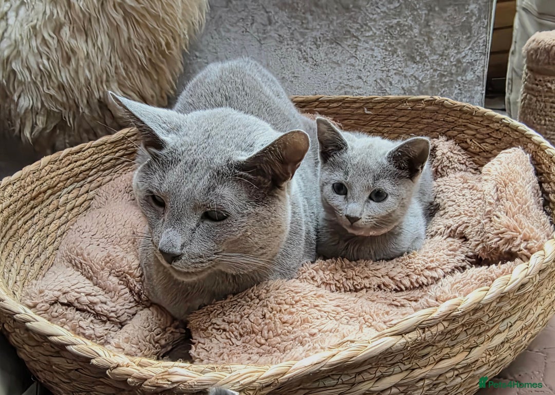 Russian Blue cats for sale: Pedigree Russian blue kittens NORTH LONDON  - Image 13