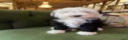Sheepadoodle dogs for sale: Midi Sheepadoodle READY NOW - Advert 23