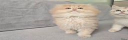 British Shorthair cats for sale: Pedigree golden British shorthair and longhair  - Advert 3