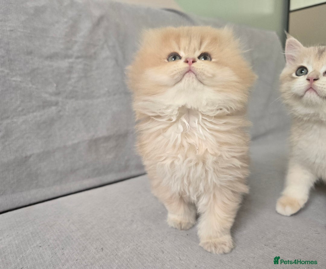 British Shorthair cats for sale: Pedigree golden British shorthair and longhair  - Advert 3