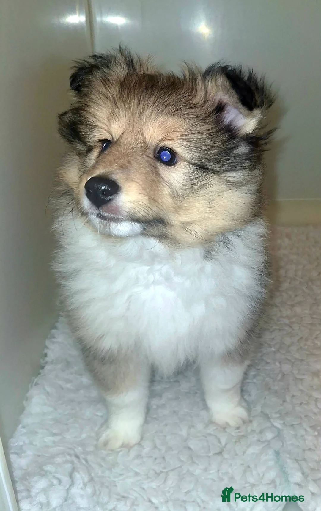 Shetland Sheepdog dogs for sale: Male Shetland Sheepdog Puppy - Advert 2