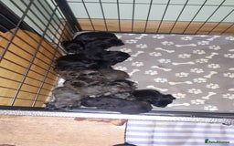 Cockapoo dogs for sale: F2b cockapoo puppies - Image 5