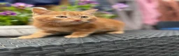 Mixed Breed cats for sale: Ginger kittens in Newtown - Advert 10