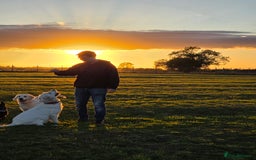 Golden Retriever dogs for sale: Beautiful Golden Retriever Boys – Ready Soon - Image 8
