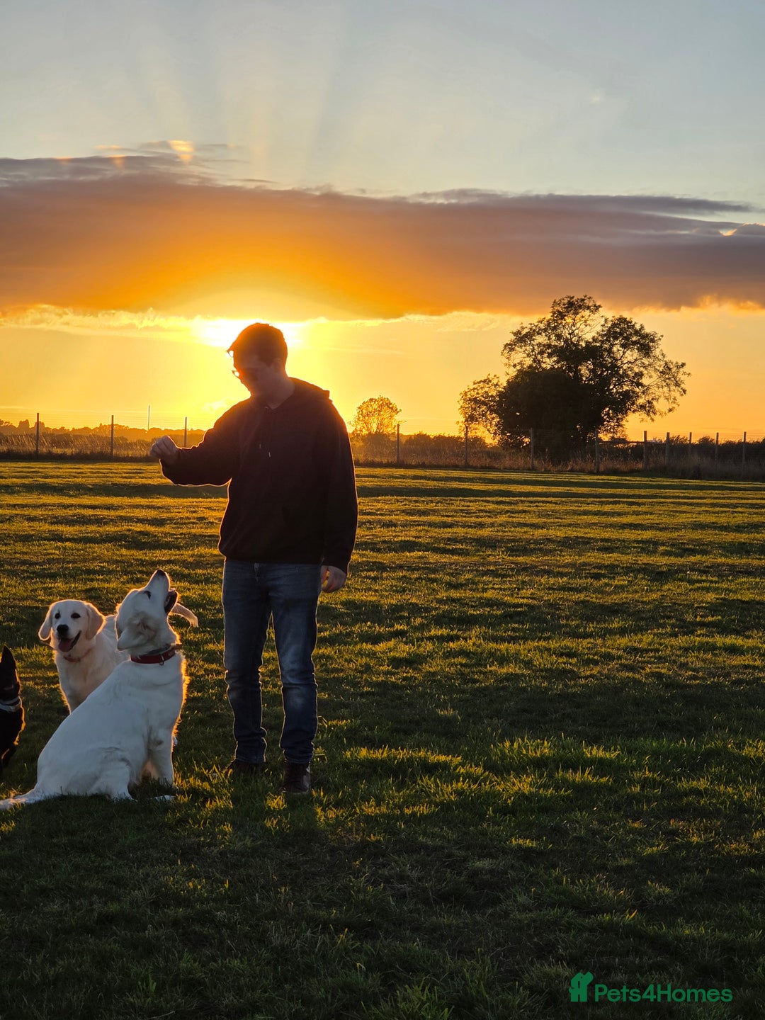 Golden Retriever dogs for sale: Beautiful Golden Retriever Boys – Ready Soon - Image 8
