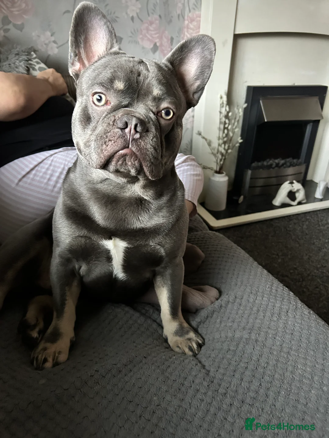 French Bulldog dogs for stud: Grey French bulldog up for stud  - Advert 2