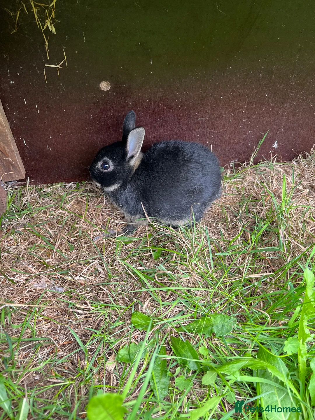 Netherland Dwarf rabbits for sale: Beautiful Netherland Dwarf babies. Ready to go now - Advert 5