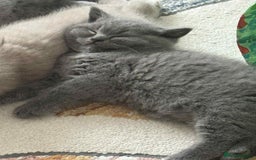 British Shorthair cats for sale: Kittens for sale - Image 5