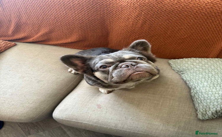 Frug dogs - Advert 1