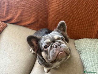 Frug dogs - Advert 1