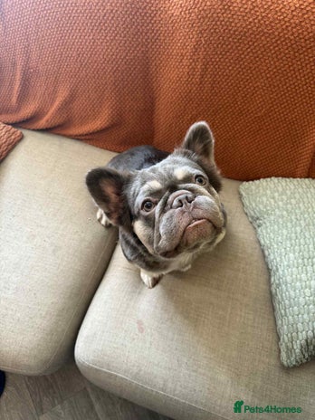 Frug dogs - Advert 1