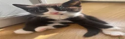 Mixed Breed cats for sale: The cutest Kuma + Chopper + Choso + Sakura  - Advert 6