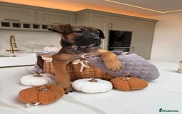 Cane Corso dogs for sale: Beautiful Cane Corso Puppies - Advert 6