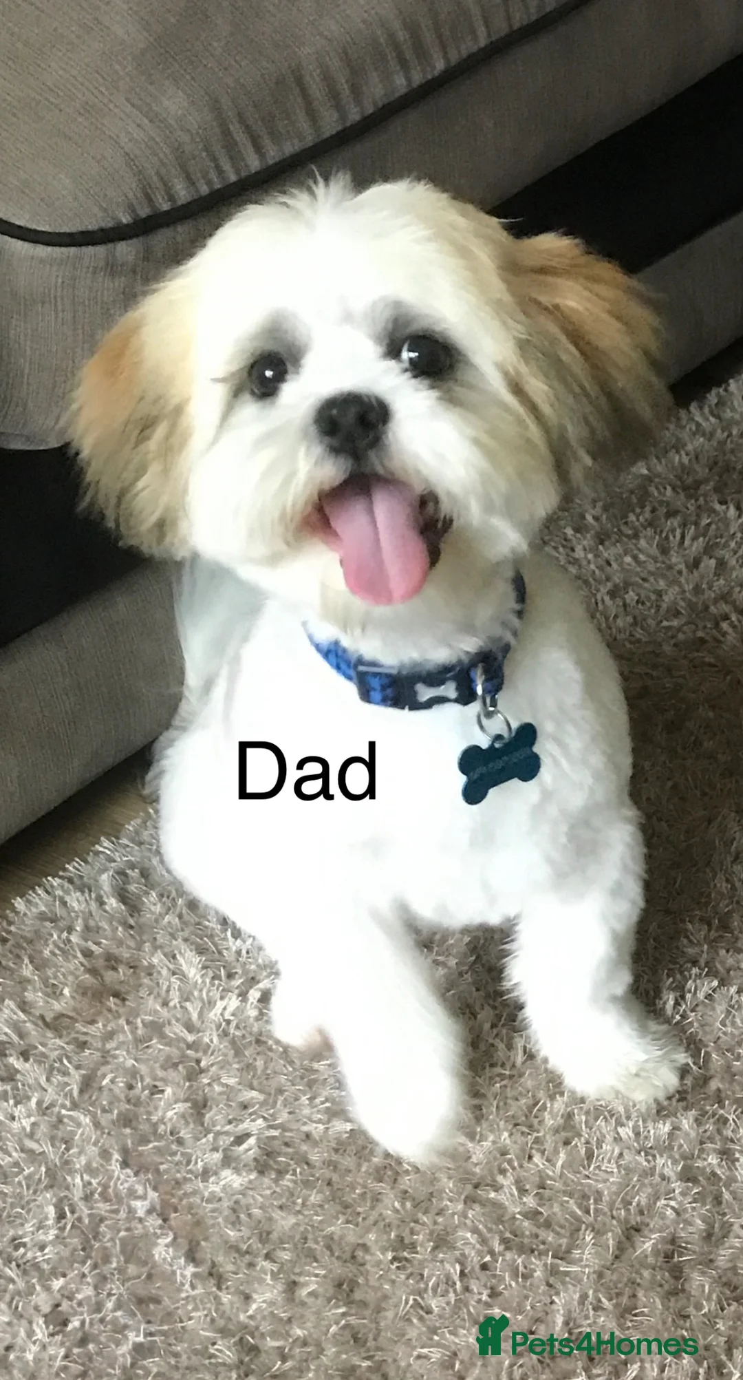 Shih Tzu dogs for stud: Stunning KC boy for stud  - Advert 2