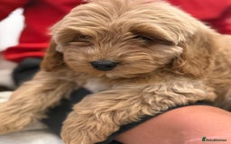 Cavapoo dogs for sale: Cavapoo puppy’s Extensively health tested parents - Image 12