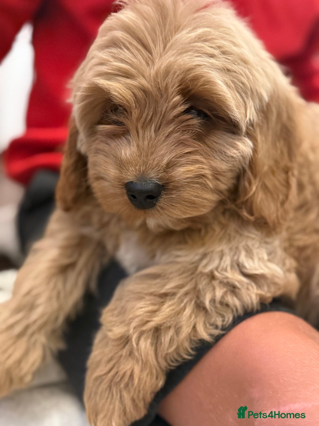 Cavapoo dogs for sale: Cavapoo puppy’s Extensively health tested parents - Image 12