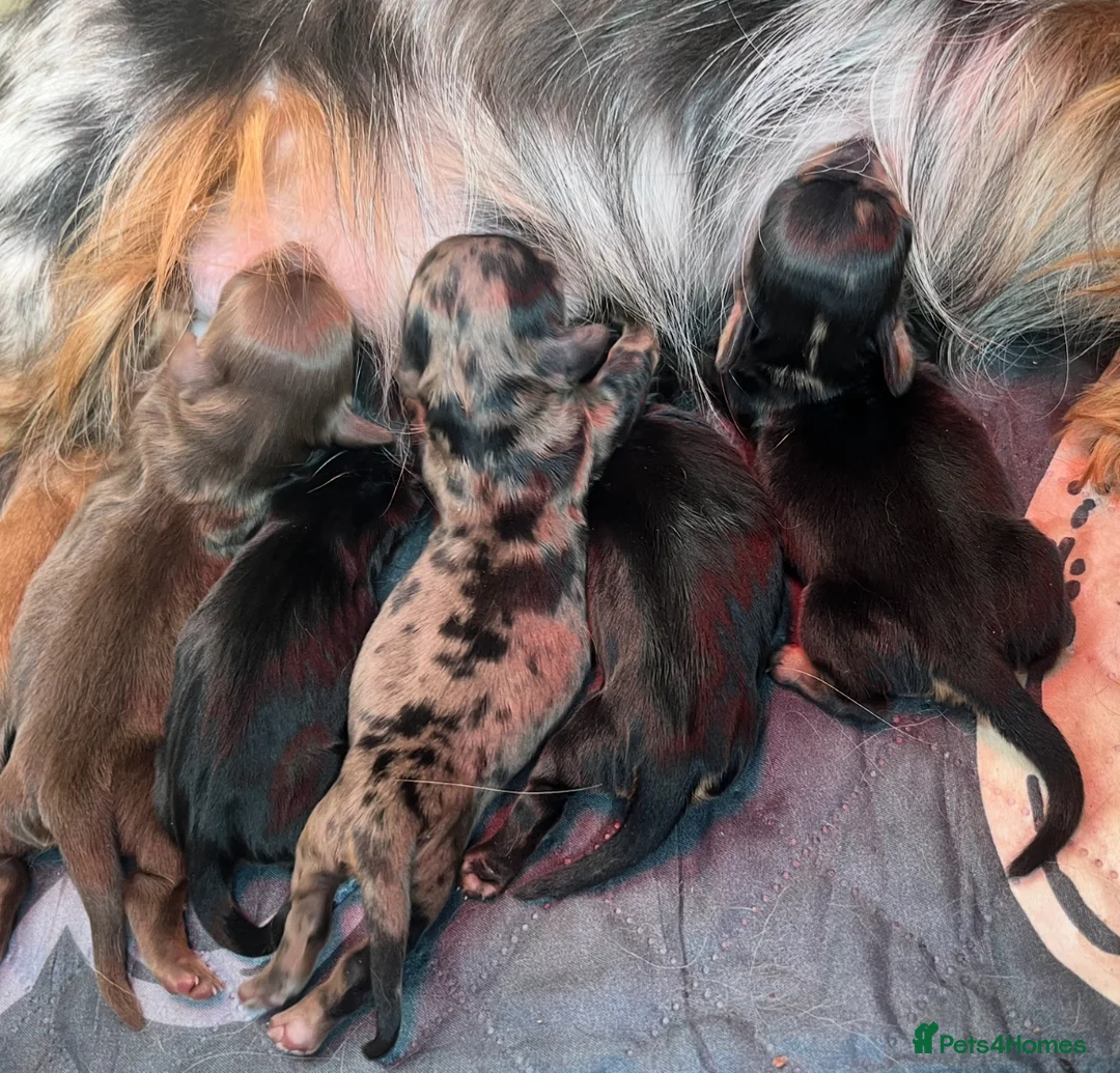 Miniature Dachshund dogs for sale: Long Hair Miniature Dachshunds  in Doncaster - Advert 15