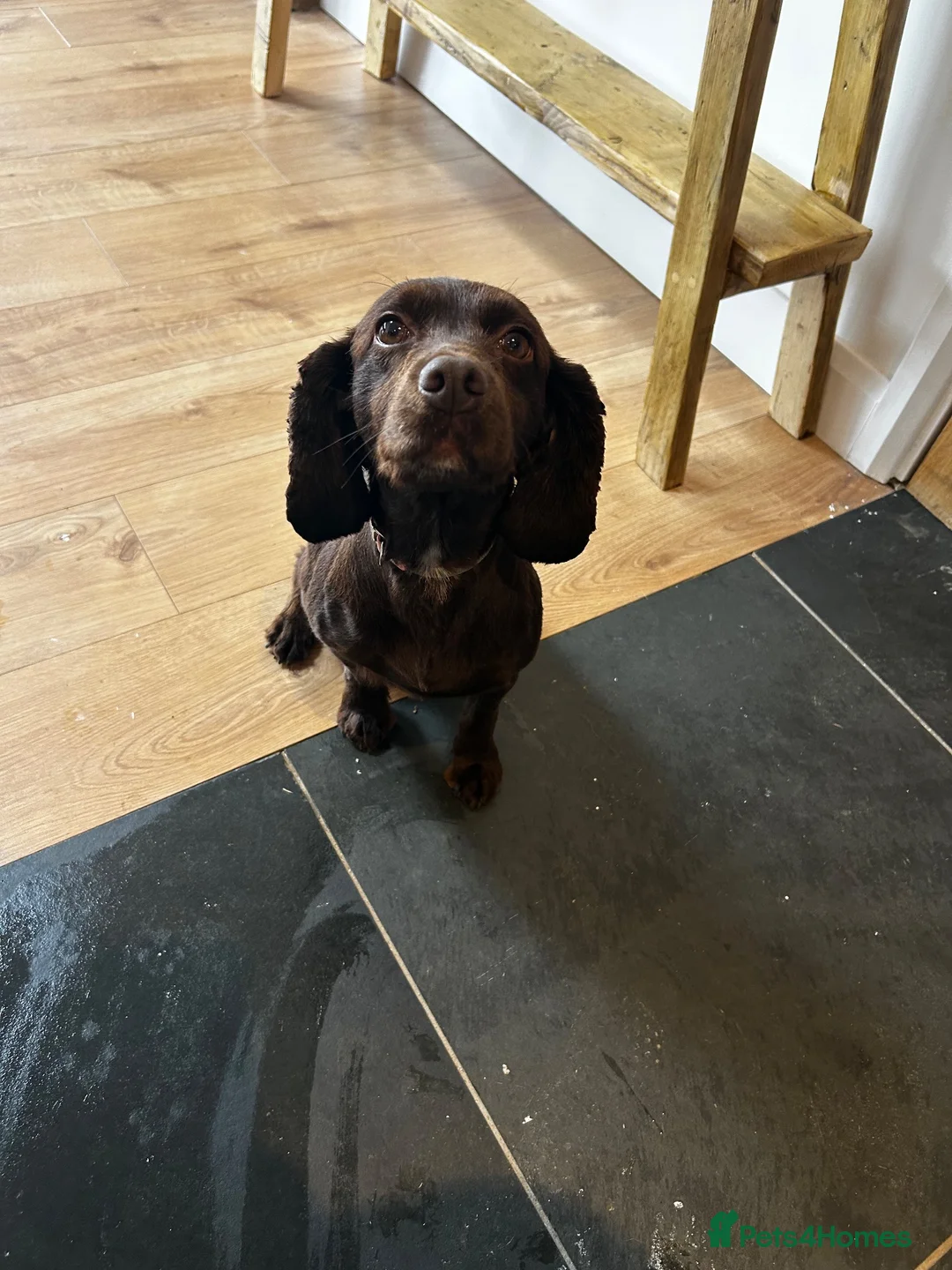 Cockapoo dogs for sale: Cockapoo puppies. 1 boy left, 1 girl, ready now. - Advert 2