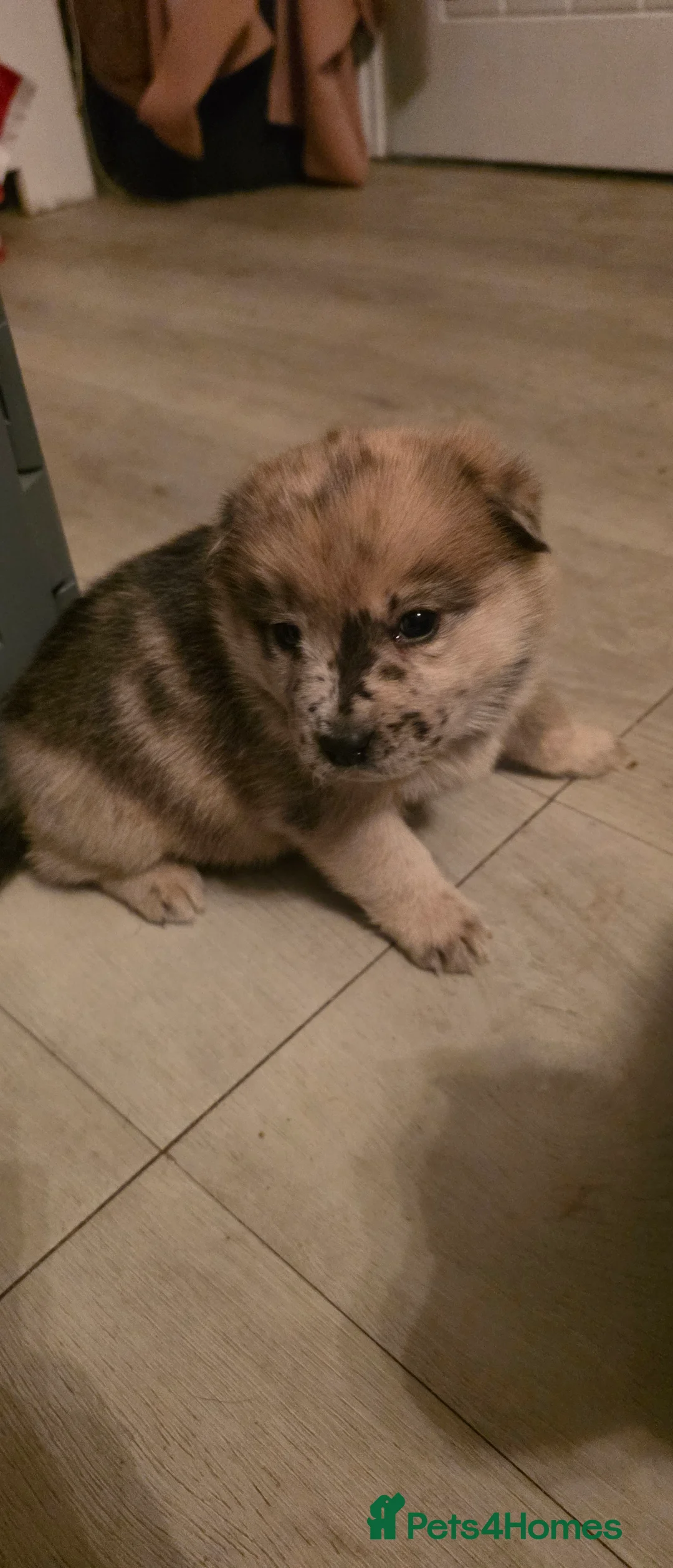 Mixed Breed dogs for sale: Adorable Merle Chowski's for sale  - Advert 31