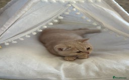 British Shorthair cats for sale: Beautiful soft teddy bears 🩷🩷only two girls left - Image 35