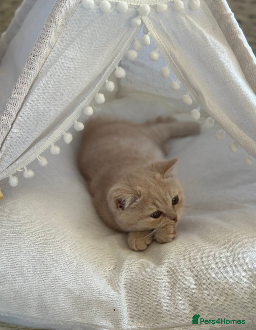 British Shorthair cats for sale: Beautiful soft teddy bears 🩷🩷only two girls left - Image 35