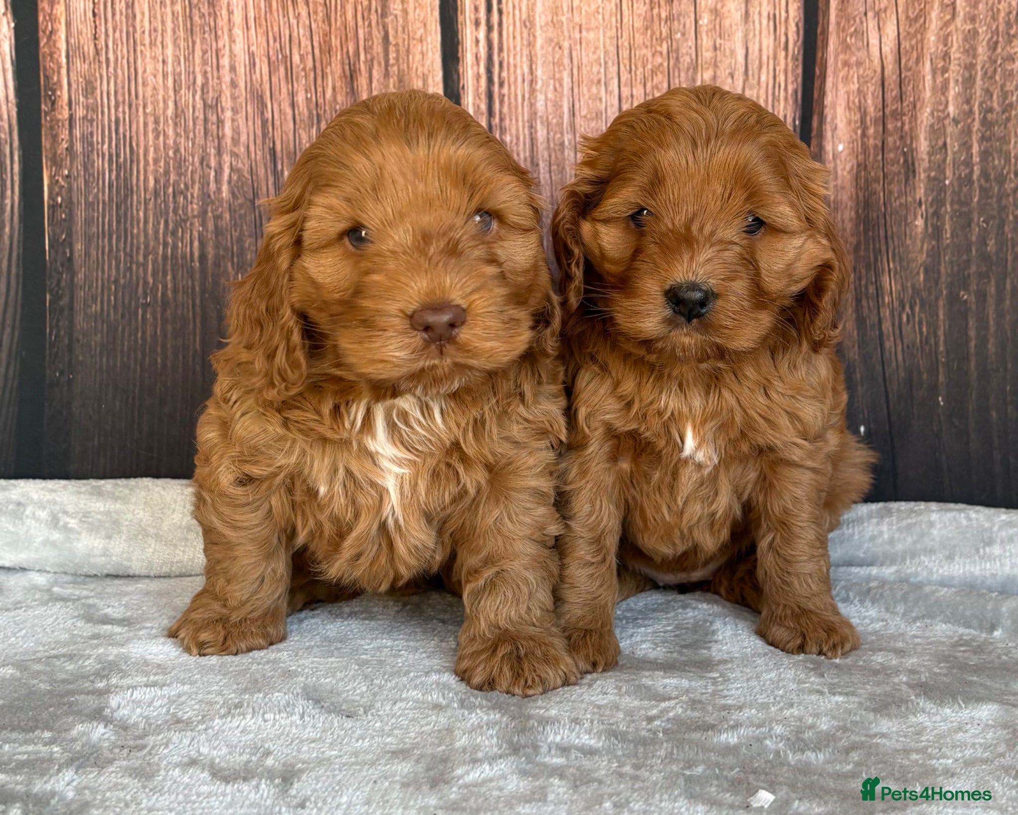 Cockapoo dogs Miniature Cockapoos - Advert 2