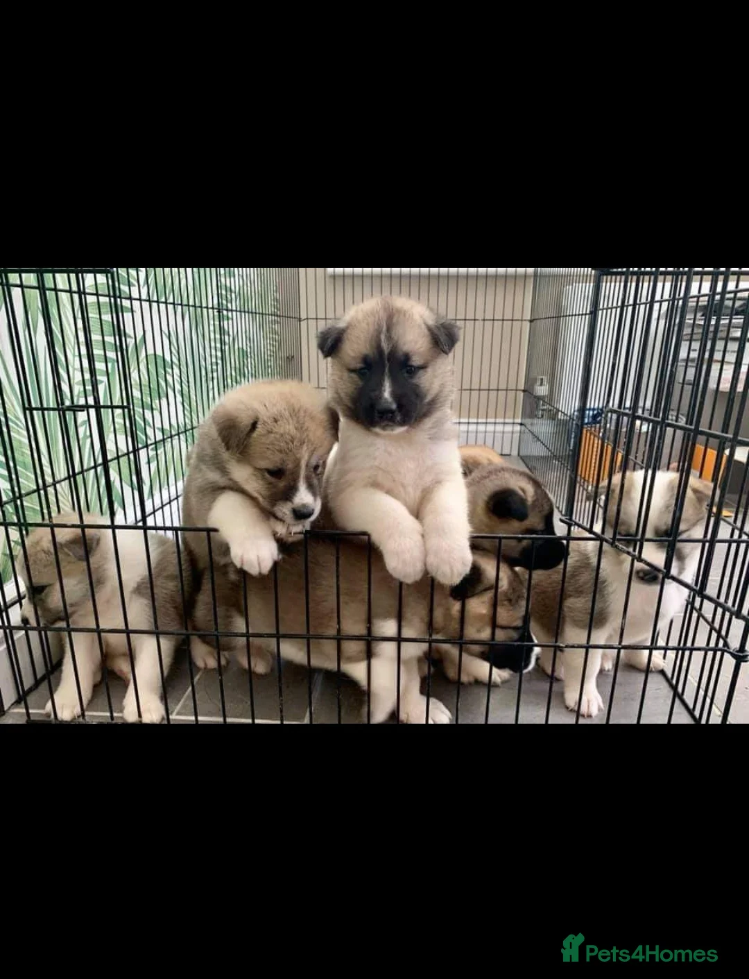 Akita dogs for stud: Akita for stud in Clitheroe - Advert 4