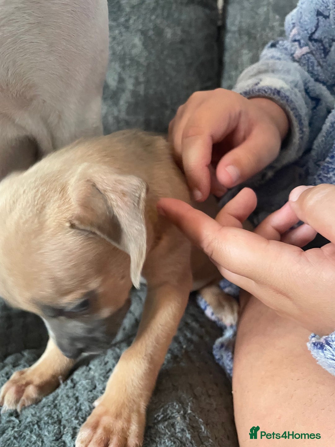 Mixed Breed dogs for sale: Presa canairo x American bulldog  - Image 14