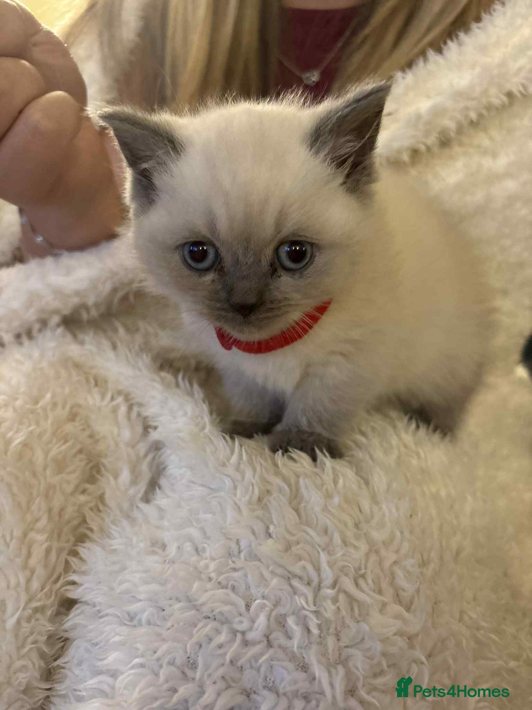 British Shorthair cats for sale: 5 gorgeous kittens available  - Image 4