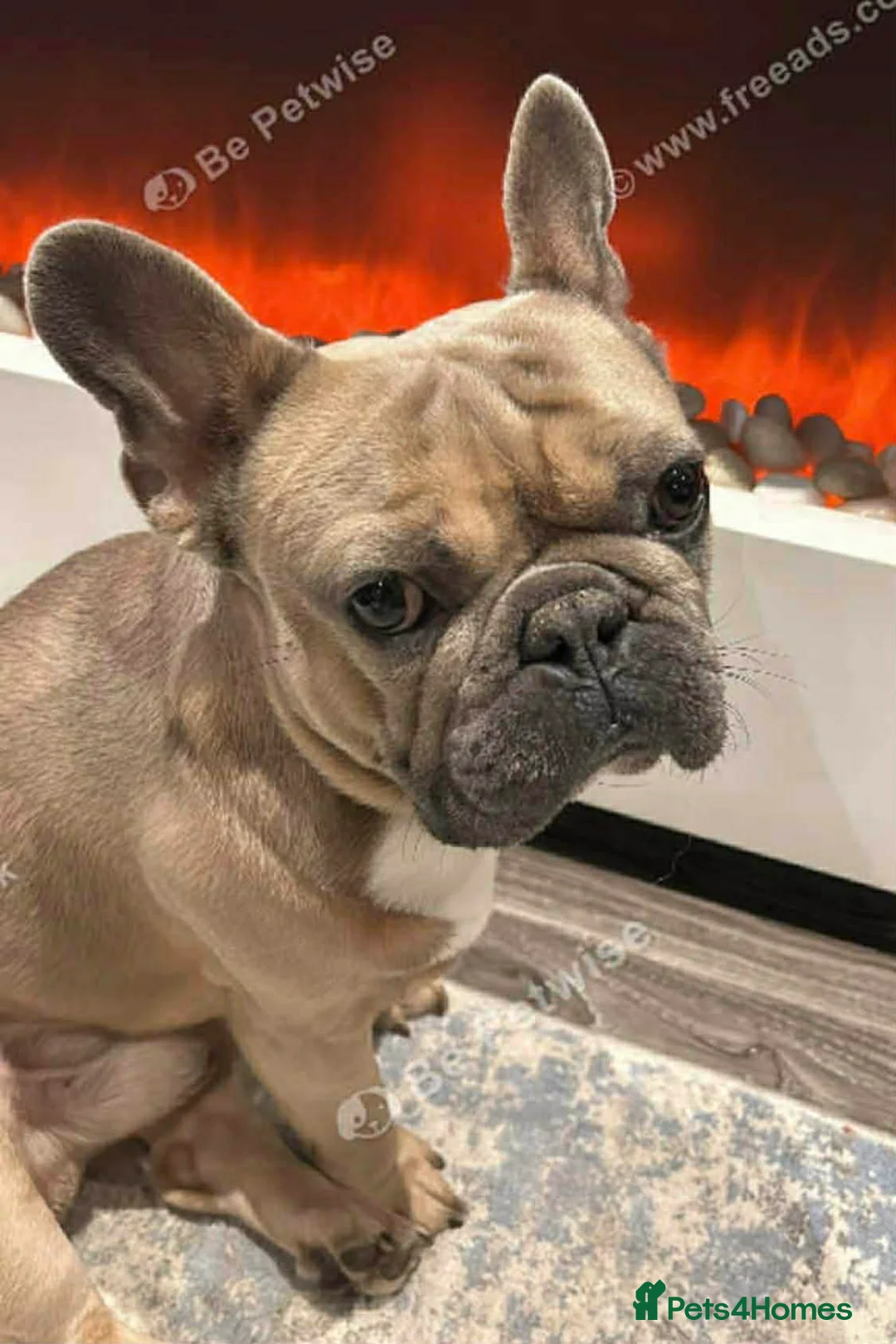 French Bulldog dogs for sale: French Bulldog for sale - Advert 2