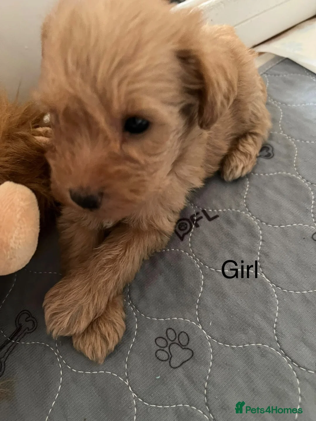 Schnoodle dogs for sale: Gorgeous Schnoodle Pups for Sale  - Advert 6