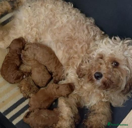 Cavapoo dogs F2 cavapoo puppies  - Advert 1